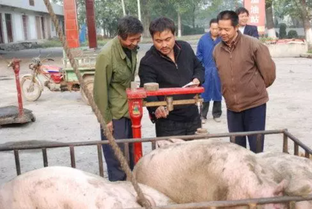 大蓄農(nóng)：收豬人無意泄露5條收豬潛規(guī)則，原來豬農(nóng)都是這樣被坑慘的